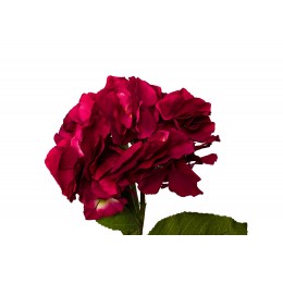 Гортензия алая